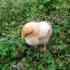 4-H Chick Chain Project